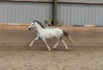Superlieve Welsh A ruin b-pony, Dieren en Toebehoren, Pony's, Ruin