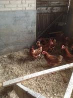 Legkippen, Dieren en Toebehoren, Pluimvee, Vrouwelijk, Kip