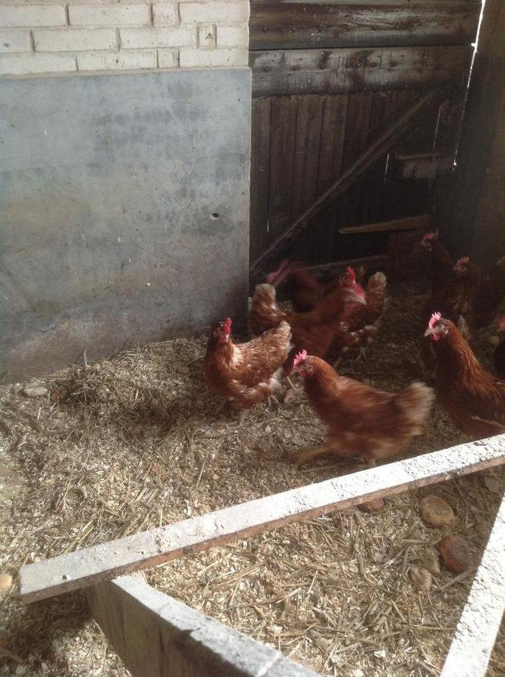 Legkippen, Dieren en Toebehoren, Pluimvee, Kip, Vrouwelijk