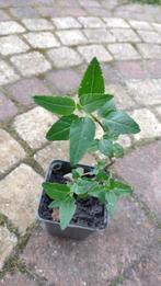 Kaapse Fuchsia, Tuin en Terras, Planten | Tuinplanten, Volle zon, Vaste plant, Zomer, Ophalen