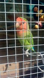 3 agapornissen zoeken andere voilere, Dieren en Toebehoren, Vogels | Parkieten en Papegaaien, Dwergpapegaai of Agapornis