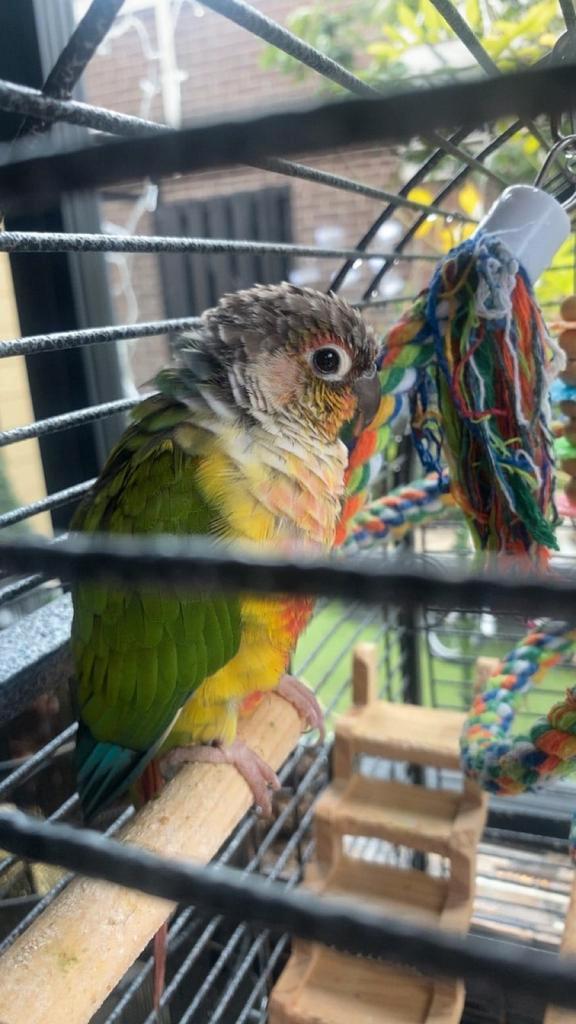 4 mannelijke pyrrhura's, Dieren en Toebehoren, Vogels | Parkieten en Papegaaien, Parkiet, Mannelijk