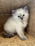 Prachtige stamboom ragdoll kittens te koop, Dieren en Toebehoren, Katten en Kittens | Raskatten | Langhaar, Meerdere dieren, Gechipt