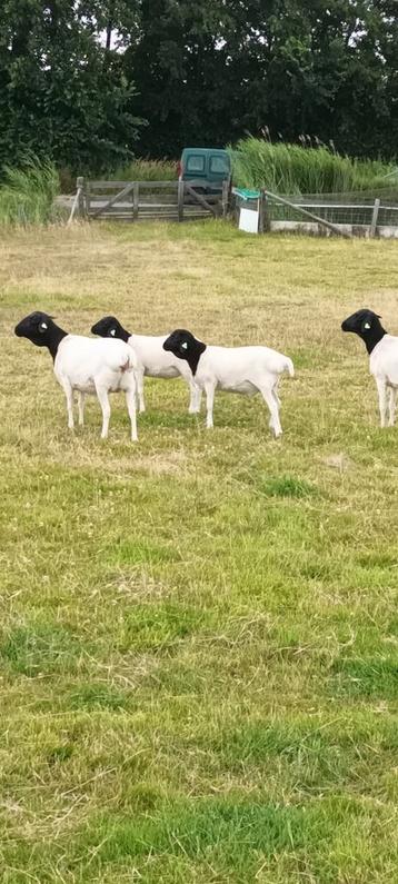 Persian  blackhead ram  beschikbaar voor biedingen