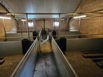 Varkensstal inrichting, Dieren en Toebehoren, Stalling en Weidegang