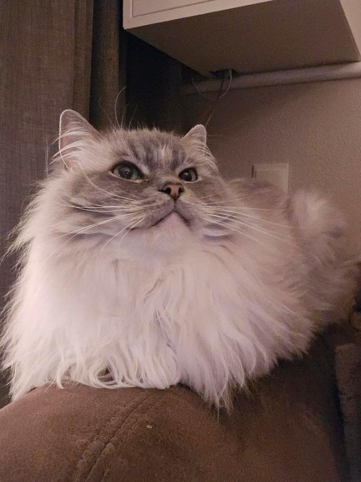 Lieve ragdoll kater te koop, Dieren en Toebehoren, Katten en Kittens | Raskatten | Langhaar, Kater, 6 jaar of ouder, Gechipt