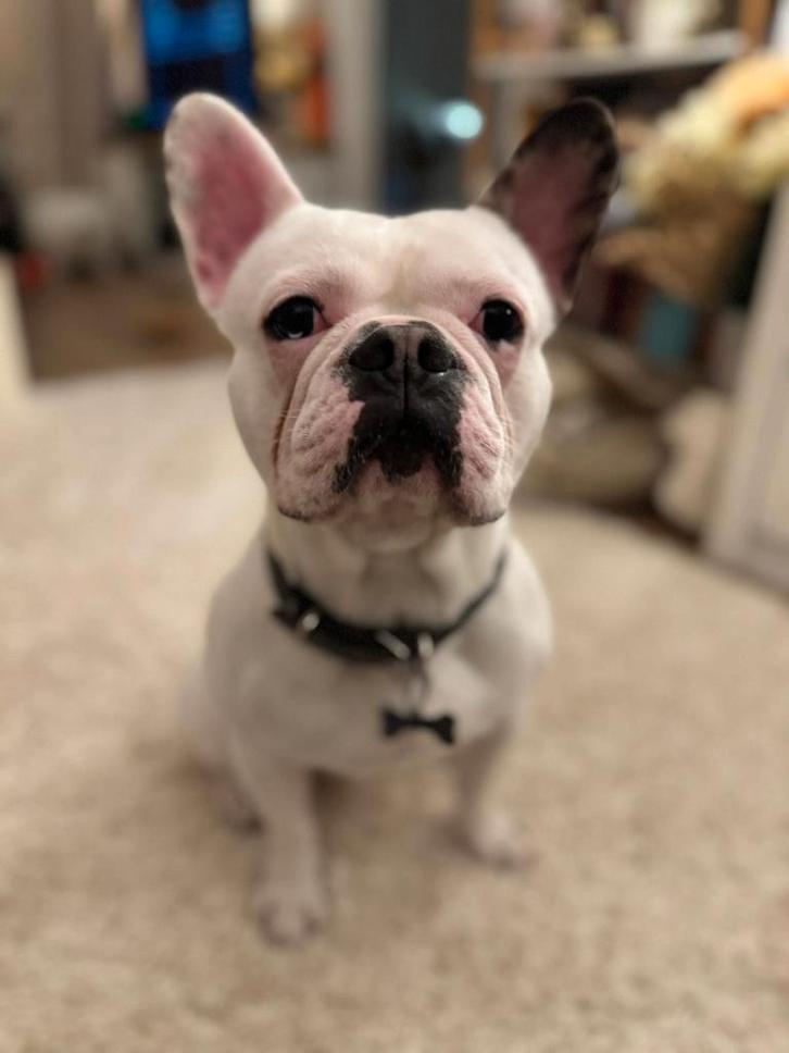 Franse Bulldog Dekreu, Dieren en Toebehoren, Honden | Bulldogs, Pinschers en Molossers, Reu, Bulldog, Particulier, Eén hond, Nederland