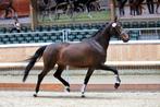 Lief betrouwpaard paard te koop, Dieren en Toebehoren, Paarden, Merrie, Gechipt, Dressuurpaard, L
