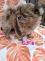 Shih tzu x pomeriaan pup teefje MAG NEST VERLATEN, Dieren en Toebehoren, Overige rassen, 8 tot 15 weken, Teef, Eén hond