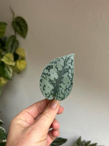 Scindapsus silver lady, stek beschikbaar voor biedingen