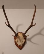 Hertenschedel met Gewei - Wanddecoratie, Ophalen of Verzenden