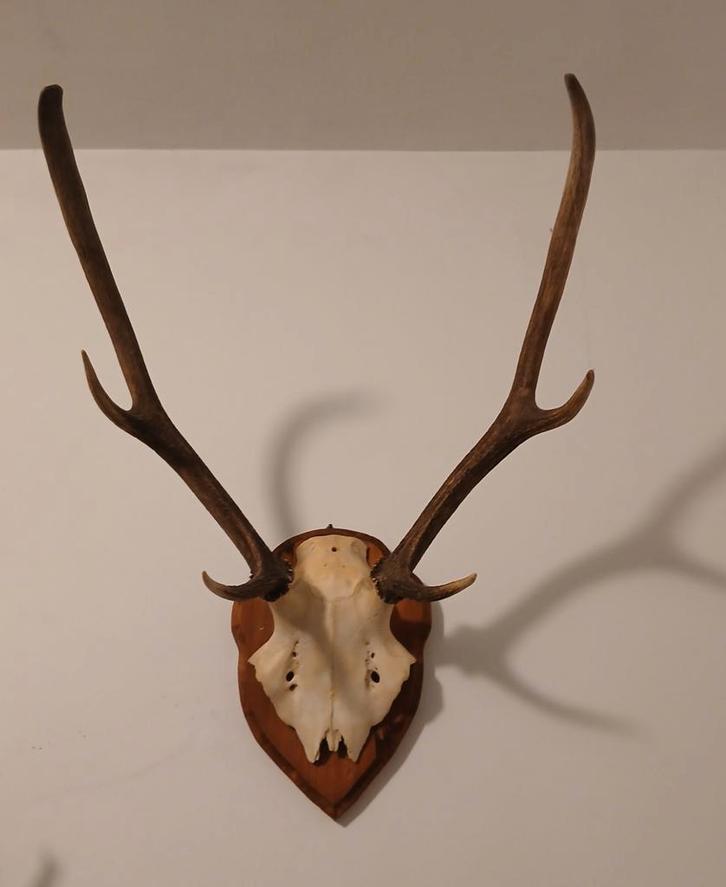 Hertenschedel met Gewei - Wanddecoratie, Huis en Inrichting, Woonaccessoires | Wanddecoraties, Ophalen of Verzenden