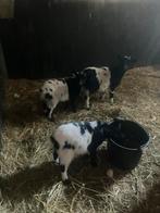 3 jonge geitjes zwart bont getekend, Dieren en Toebehoren, Vrouwelijk, Geit
