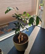 Bonsai excl. pot, Huis en Inrichting, Kamerplanten, Ophalen, Ficus, Minder dan 100 cm
