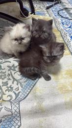 British Longhair kittens, Meerdere dieren