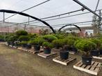 Juniperus/Jeneverbes - Diverse soorten voor tuin of border, Bloeit niet, Overige soorten, Minder dan 100 cm, Ophalen