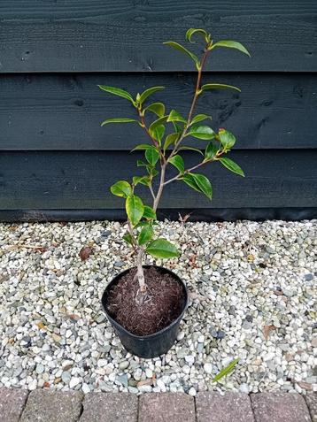 Camelia Nuccio´s Pearl beschikbaar voor biedingen