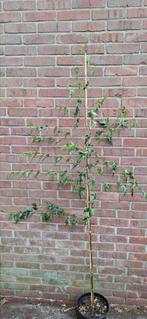 Betula pendula 'dalecarlica', zweedse berk, Ophalen, Overige soorten