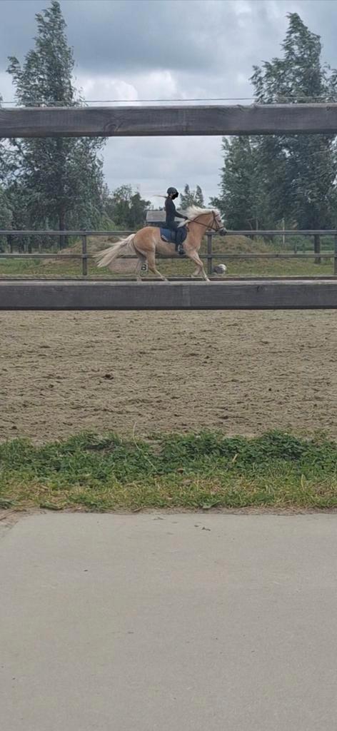 Verzorgpony/bijrijdpony GEZOCHT, Dieren en Toebehoren, Paarden en Pony's | Verzorgingsproducten, Zo goed als nieuw, Ophalen of Verzenden