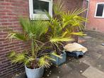 Twee palmbomen met winteroverkapping, Tuin en Terras, Volle zon, Vaste plant, Bloeit niet, Ophalen