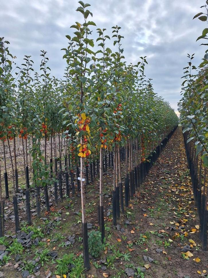 Malus 'Evereste' sierappel 🌳🍎, Tuin en Terras, Planten | Bomen, Overige soorten, Volle zon, Lente, Ophalen