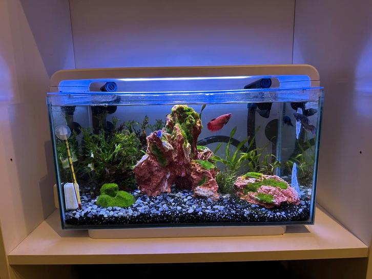 Superfish Home Proled 30L met alles erop en eraan, Dieren en Toebehoren, Vissen | Aquaria en Toebehoren, Zo goed als nieuw, Gevuld zoetwateraquarium