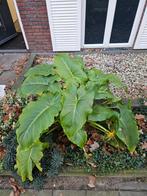 Calla Lelie - Zantedeschia Aethiopica, Ophalen, Vaste plant, Overige soorten, Halfschaduw