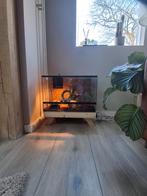 Terrarium met toebehoren, Ophalen, Zo goed als nieuw, Terrarium of Paludarium