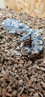 0.1 Classic Double Het Gen Stripe/Clown, Slang