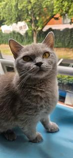 Britse korthaar lichtgrijs, Dieren en Toebehoren, Katten en Kittens | Raskatten | Korthaar