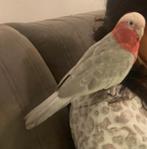 Rose kaketoe tam en jong met papieren, Dieren en Toebehoren, Vogels | Parkieten en Papegaaien, Mannelijk, Papegaai, Tam