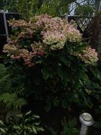 planten, Ophalen, Vaste plant, Overige soorten, Volle zon