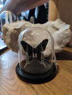 Prachtige vlinder in stolp, U, Ophalen of Verzenden, Zo goed als nieuw, J