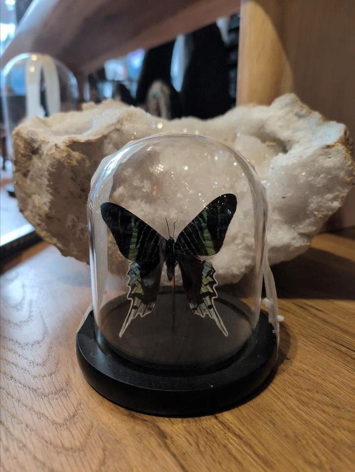 Prachtige vlinder in stolp, Huis en Inrichting, Woonaccessoires | Stolpen, Zo goed als nieuw, Ophalen of Verzenden