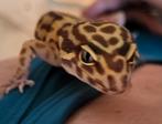 Luipaard gekko, Dieren en Toebehoren, Reptielen en Amfibieën, 0 tot 2 jaar, Hagedis