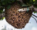 Bijenzwerm? Gratis ophaling + honing!, Dieren en Toebehoren, Bijen