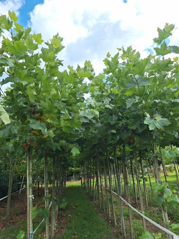 Plataan hoogstam boom, laanboom, Platanus Hispanica, Tuin en Terras, Planten | Bomen, 250 tot 400 cm, Volle zon, Ophalen