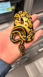 0.1 Orange dream leopard 100% het clown ball python, Dieren en Toebehoren, Reptielen en Amfibieën, Slang, 0 tot 2 jaar