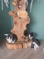 Lieve tamme konijntjes, Dieren en Toebehoren, Meerdere dieren