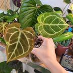 Anthurium crystallinum, Huis en Inrichting, Kamerplanten, Ophalen of Verzenden, Overige soorten, Minder dan 100 cm