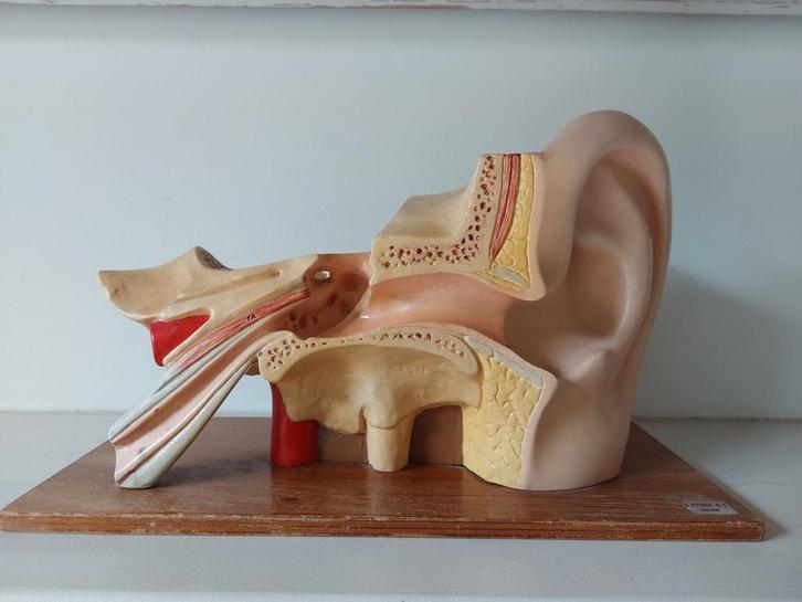 Vintage anatomisch model oor, Antiek en Kunst, Antiek | Overige Antiek, Ophalen of Verzenden