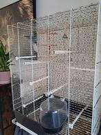 Forpus, Dieren en Toebehoren, Vrouwelijk, Dwergpapegaai of Agapornis