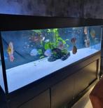 Aquarium 2 meter inclusief Discusvissen, Dieren en Toebehoren, Vissen | Aquaria en Toebehoren, Gebruikt, Ophalen of Verzenden
