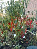 Verse Pepers uit Eigen Tuin!, Ophalen, Volle zon, Eenjarig, Zomer