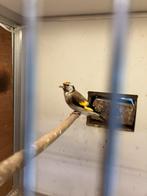 Majoorputter pop, Dieren en Toebehoren, Vrouwelijk, Wildzangvogel, Geringd