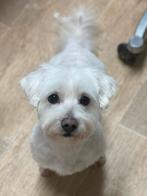 Maltezer reu 8 jaar – Drachten, Dieren en Toebehoren, Honden | Chihuahua's en Gezelschapshonden, 6 jaar of ouder, Maltezer, Reu