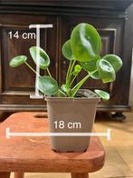 Pannekoekenplant stekjes - 3 maten, Huis en Inrichting, Kamerplanten, Ophalen, Halfschaduw, Minder dan 100 cm