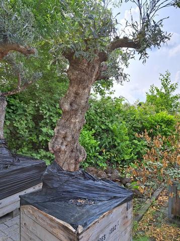Olijfboom 240cm natuurlijke stam omtrek ca 85cm beschikbaar voor biedingen