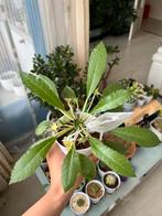 Dorstenia foetida seedling, Overige soorten, Minder dan 100 cm, Groene kamerplant, Halfschaduw