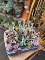 Vetplanten heel veel keuze, Ophalen, Vetplant, Halfschaduw, In pot
